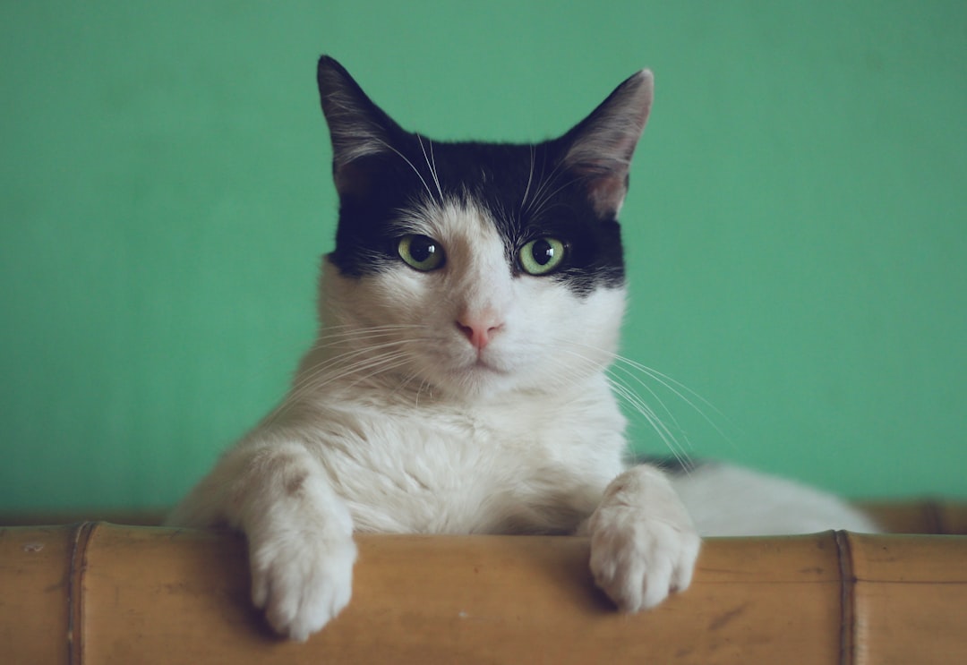 Kattennamen voor jongens: de leukste namen voor je kater